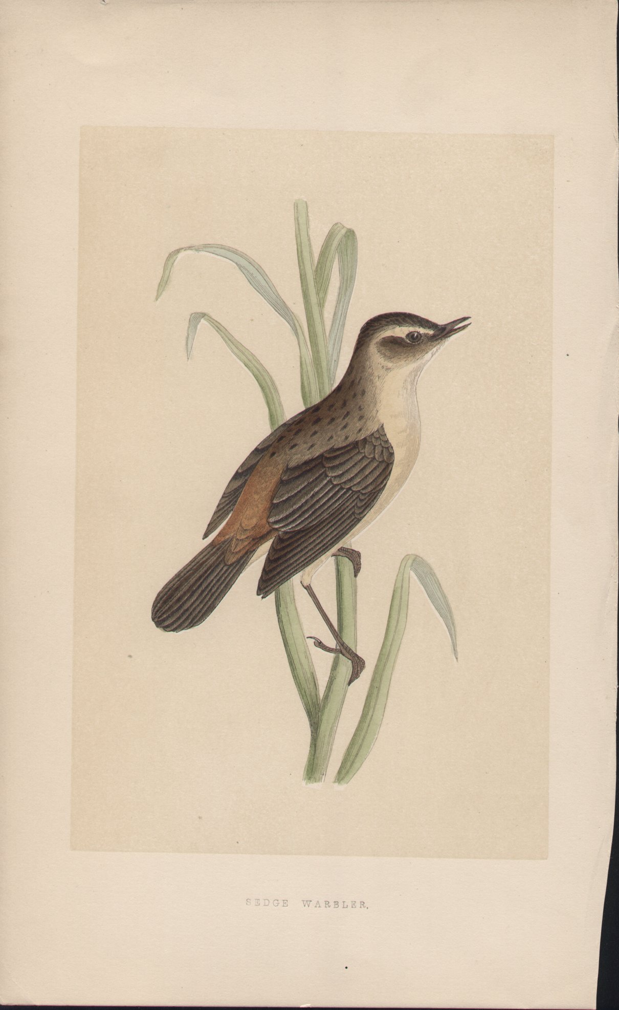 Wood - Sedge Warbler - Fawcett